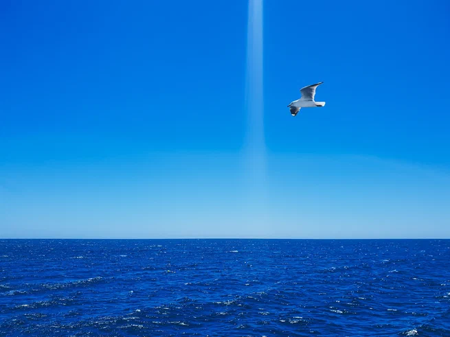Have You Ever Eaten Seagulls?