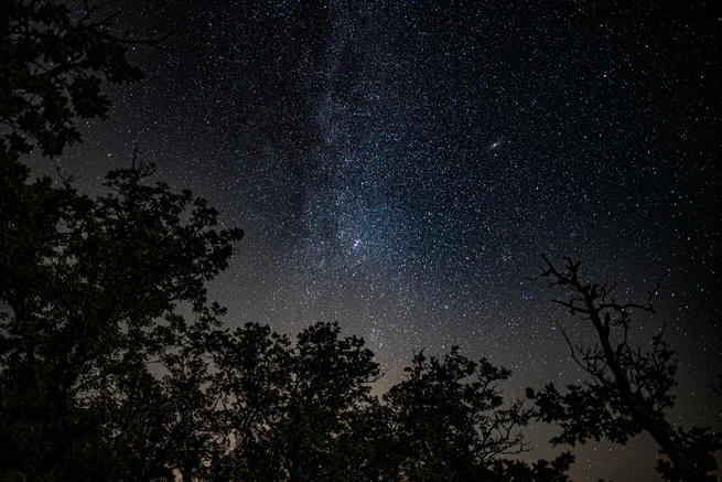 Into the Night